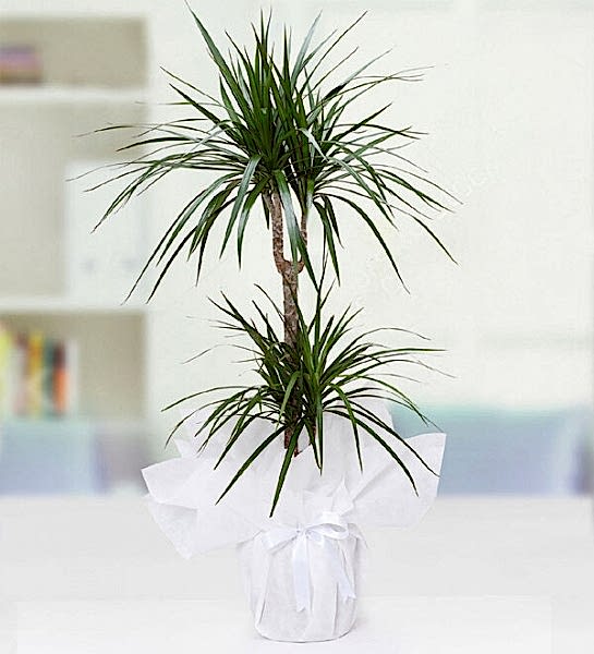 Marginata Tricolor