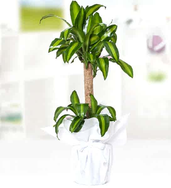 Yucca Mesengena