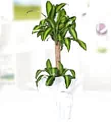 Yucca Mesengena